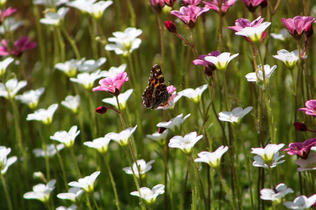 Braun butterfly with closed wings on a white flower. High quality photo.. Selective focus