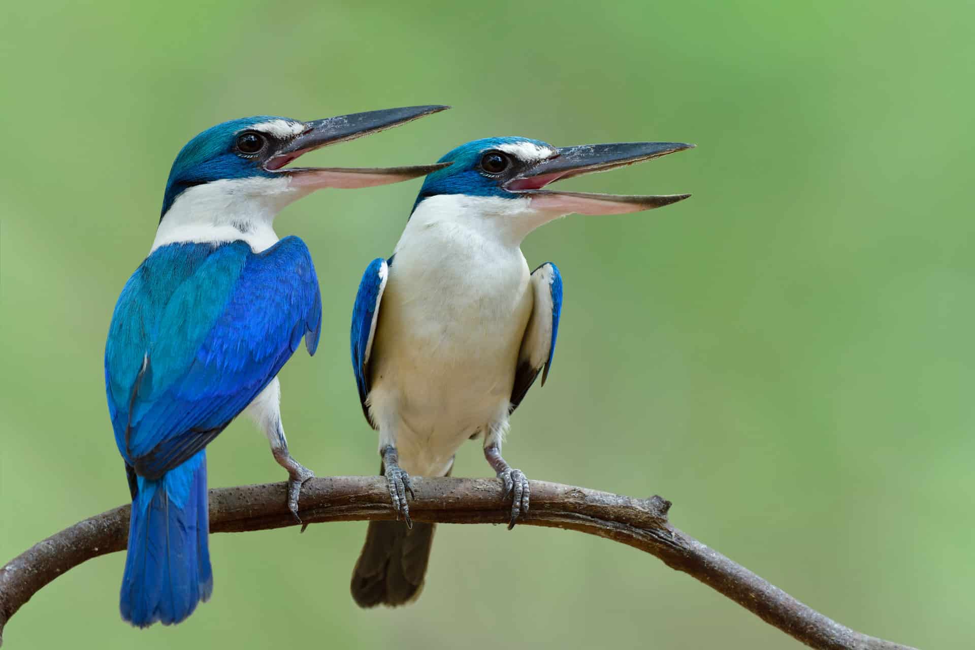 Pair of Turquoise blue birds open their beask and singing out lound while perching together during breeding season, beautiful nature